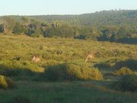 Morgen-Safari am 27.02. - Wasserböcke