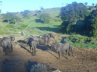 Morgen-Safari am 27.02. - Streifengnus