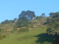 Morgen-Safari am 27.02. - Eland-Antilopen