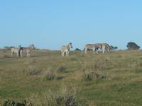 Morgen-Safari am 27.02. - Steppenzebras