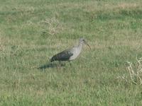 Morgen-Safari am 27.02. - Ibis