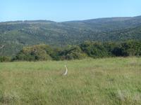 Morgen-Safari am 27.02. - Reiher