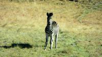 Steppenzebra Golden Gate National Park