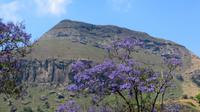 blühender Jacaranda