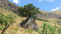 Gelbholzbaum, Drakensberge