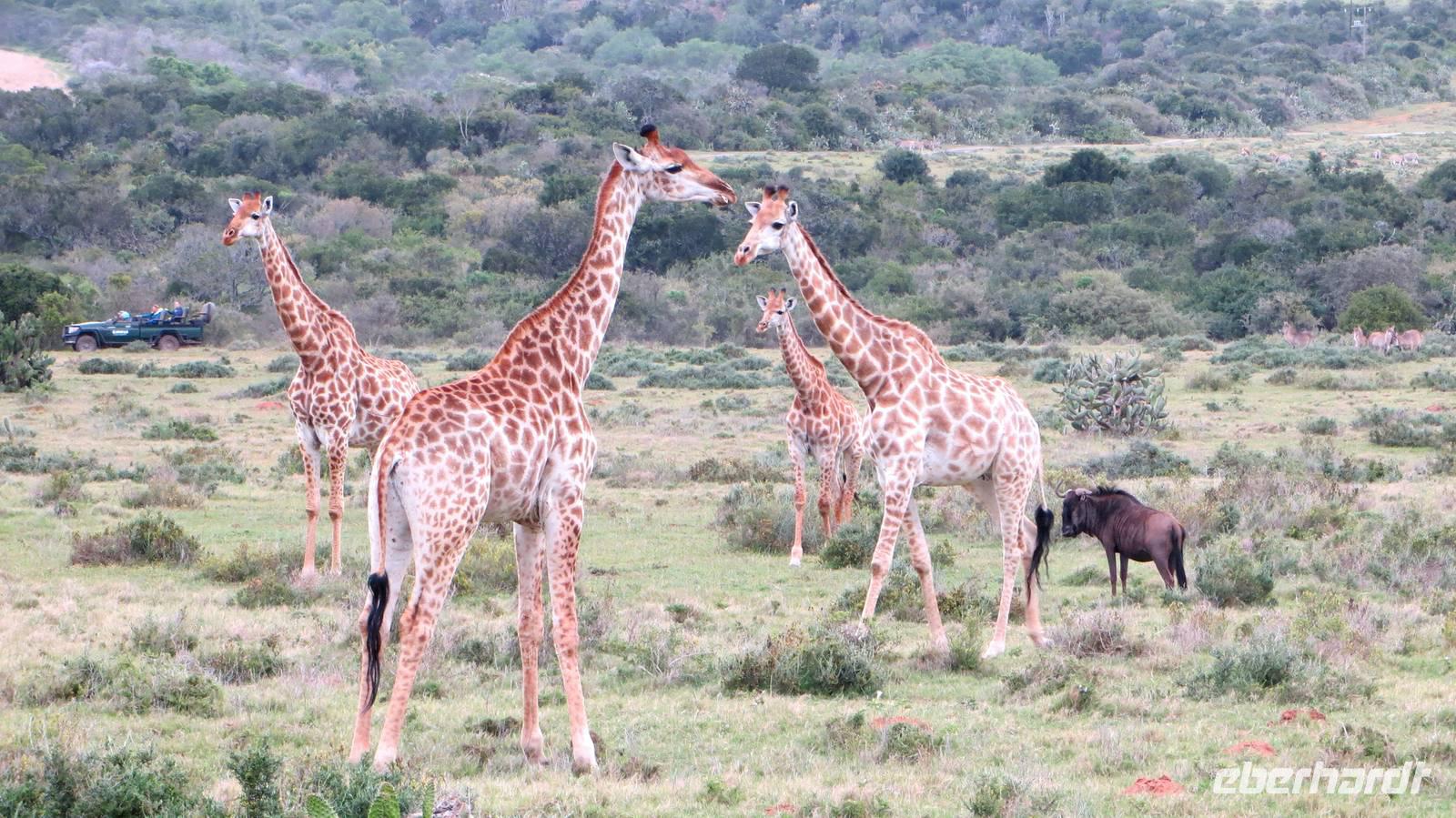 Safari im Kariega Wildreservat