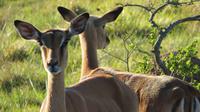 Safari im Kariega Wildreservat, Impala