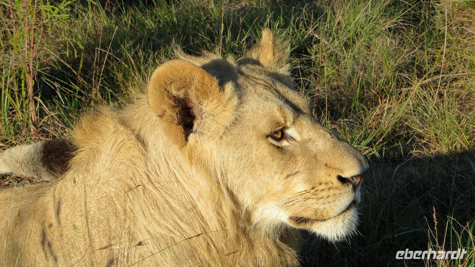 Safari im Kariega Wildreservat