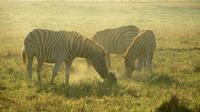 Safari im Kariega Wildreservat, Zebra-Geburt