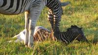 Safari im Kariega Wildreservat, Zebra-Geburt
