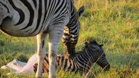 Safari im Kariega Wildreservat, Zebra-Geburt