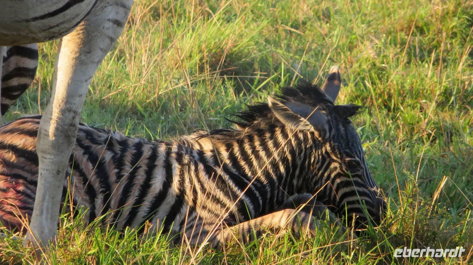 Safari im Kariega Wildreservat, Zebra-Geburt