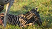 Safari im Kariega Wildreservat, Zebra-Geburt