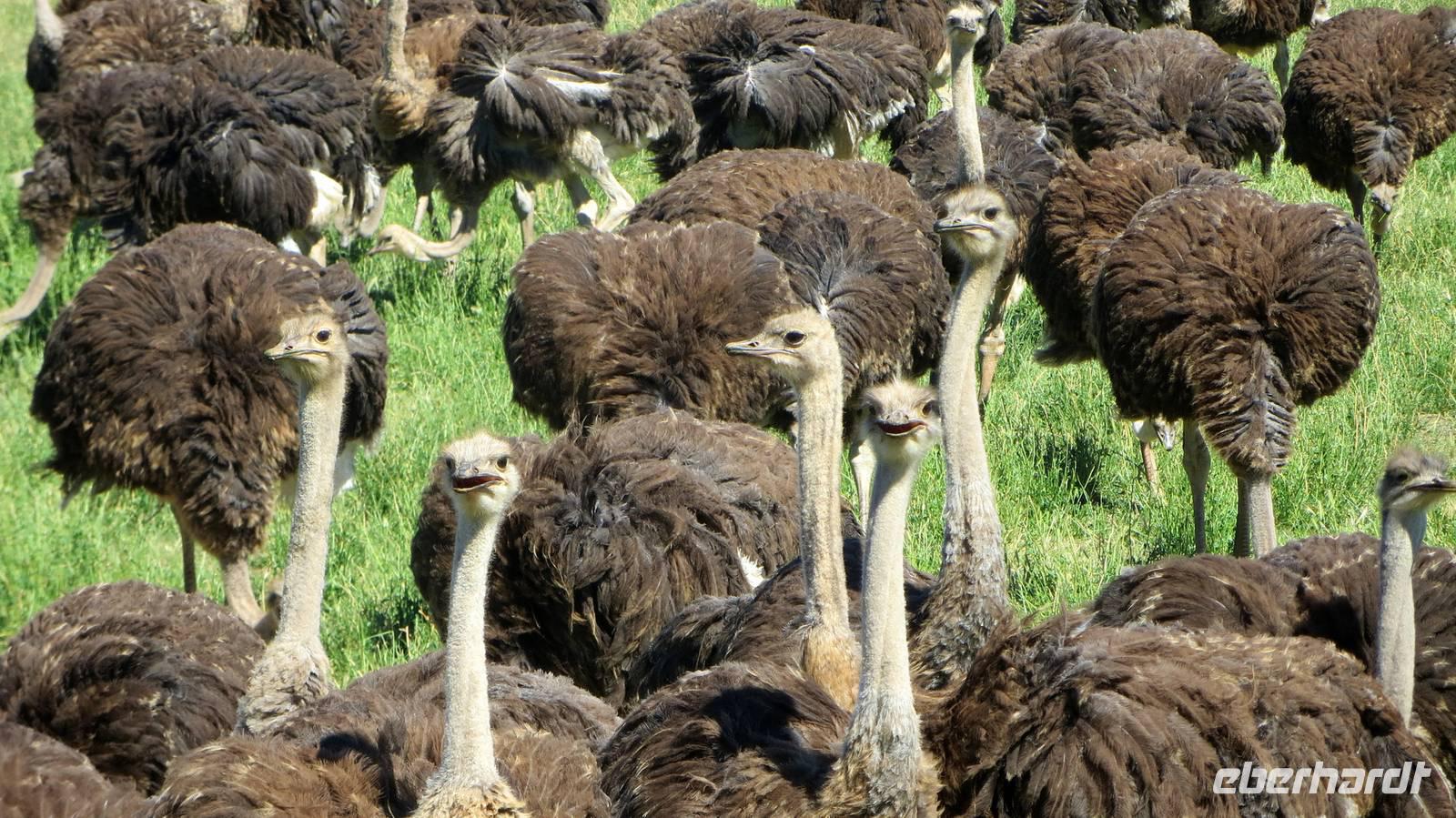 Strauße Kleine Karoo