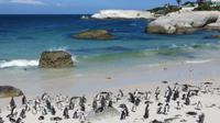 Pinguine am Boulders Beach