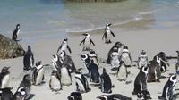 Pinguine am Boulders Beach