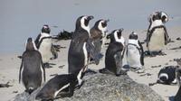 Pinguine am Boulders Beach
