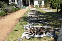 Franschhoek - Zebrastreifen