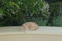 Devon Valley - romantisch