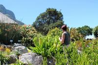 Kapstadt - Botanischer Garten Kirstenbosch