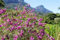 Kapstadt - Botanischer Garten Kirstenbosch