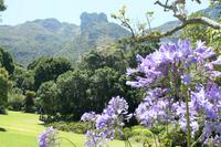 Kapstadt - Botanischer Garten Kirstenbosch