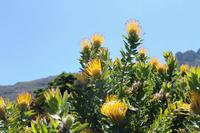 Kapstadt - Botanischer Garten Kirstenbosch
