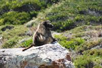 Neujahrsausflug ans Kap