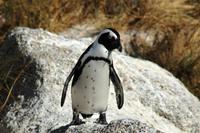 Boulder`s Beach - Mr. Frack