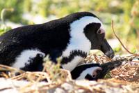 Boulder`s Beach - Bald Familie Frack