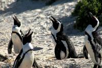 Boulder`s Beach - Pinguinchor