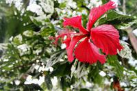 Umlilo Lodge - Garten