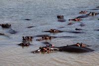 St. Lucia - Hippos beim Bad