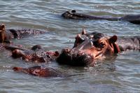 St. Lucia - Hippos beim Bad