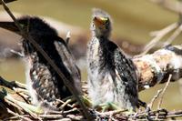 St. Lucia - Bootsfahrt