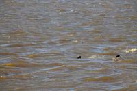 St. Lucia - Hi, hi Haie