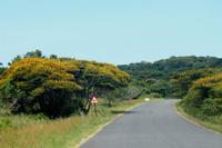 Ausflug nach Cape Vidal - südafrikanische Weihnachtsbäume