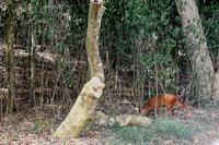 Ausflug nach Cape Vidal - Rotdukker