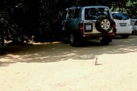 Ausflug nach Cape Vidal - Meerkatze