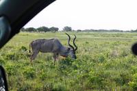 Ausflug nach Cape Vidal - Kudu