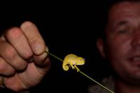 Keine Schildkröten, aber 2 Wochen altes Chamäleon entdeckt