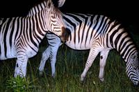 Zebras bei Nacht
