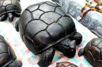 Hurra, eine Schildkröte