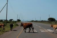 Rinderstreifen - Zebrastreifen