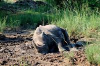 Pirschfahrt im Mkhaya Wildreservat