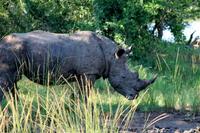 Pirschfahrt im Mkhaya Wildreservat