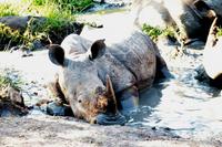 Pirschfahrt im Mkhaya Wildreservat