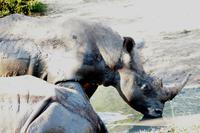 Pirschfahrt im Mkhaya Wildreservat