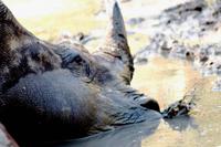 Pirschfahrt im Mkhaya Wildreservat
