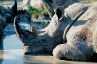 Pirschfahrt im Mkhaya Wildreservat